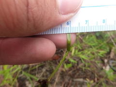 Rhynchospora globularis