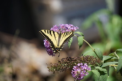 Papilio rutulus