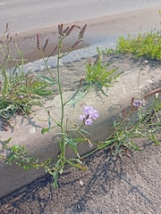 Lactuca tatarica