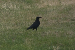 Corvus corone