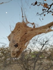 Stegodyphus dumicola