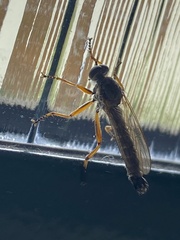 Neomochtherus pallipes