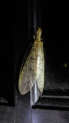 Nevromus testaceus