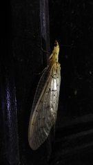 Nevromus testaceus