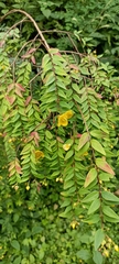 Hypericum oblongifolium