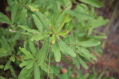 Quercus incana
