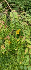 Hypericum oblongifolium