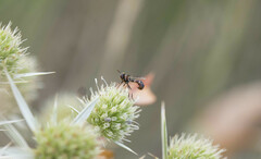 Physocephala pusilla