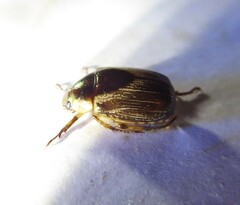 Mimela discoidea