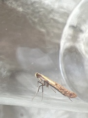 Aspilapteryx tringipennella