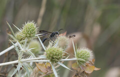 Physocephala pusilla
