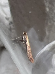 Aspilapteryx tringipennella