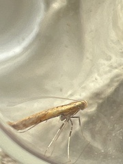 Aspilapteryx tringipennella