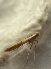 Aspilapteryx tringipennella