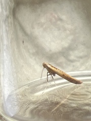 Aspilapteryx tringipennella