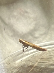 Aspilapteryx tringipennella