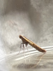 Aspilapteryx tringipennella