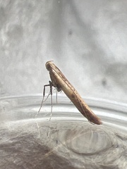 Aspilapteryx tringipennella