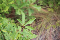 Quercus incana