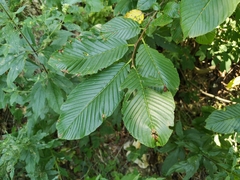Rhamnus fallax