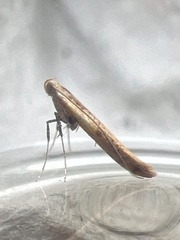 Aspilapteryx tringipennella