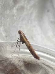 Aspilapteryx tringipennella