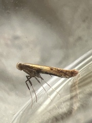 Aspilapteryx tringipennella