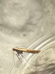 Aspilapteryx tringipennella