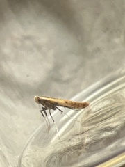 Aspilapteryx tringipennella