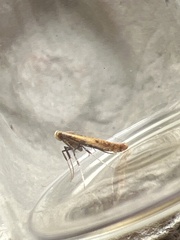 Aspilapteryx tringipennella