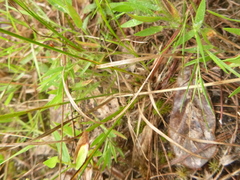 Rhynchospora globularis