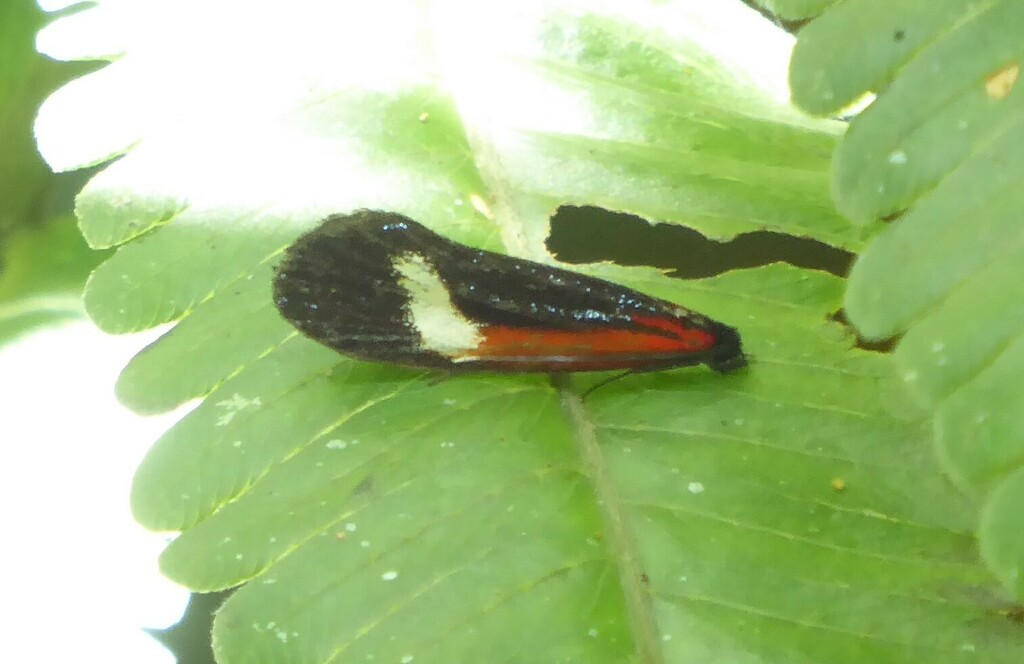 Coryptilum rutilella (Coryptilum rutilella)
