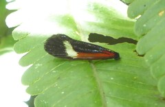 Coryptilum