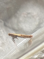 Aspilapteryx tringipennella