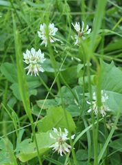 Trifolium repens