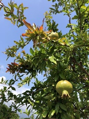 Punica granatum