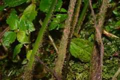 Microlepia trichocarpa