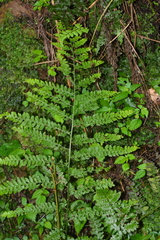 Microlepia trichocarpa