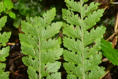 Microlepia trichocarpa