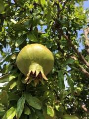 Punica granatum