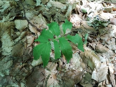 Cardamine kitaibelii