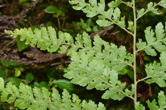 Microlepia trichocarpa
