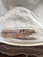 Epinotia brunnichana