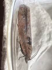 Epinotia brunnichana