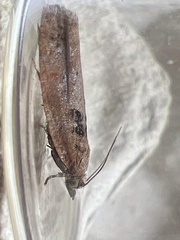 Epinotia brunnichana