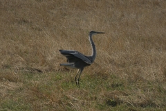 Ardea cinerea