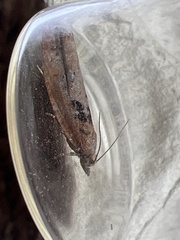 Epinotia brunnichana