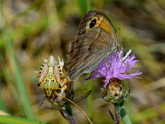 Hipparchia statilinus