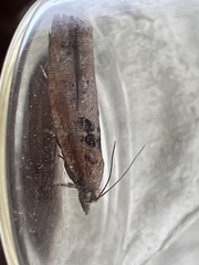 Epinotia brunnichana