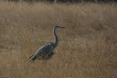 Ardea cinerea